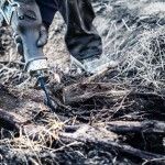 L�mina de serra sabre S 1242 KHM EXPERT ?Tough Wood? 1 un. ref� 2608900406 BOSCH