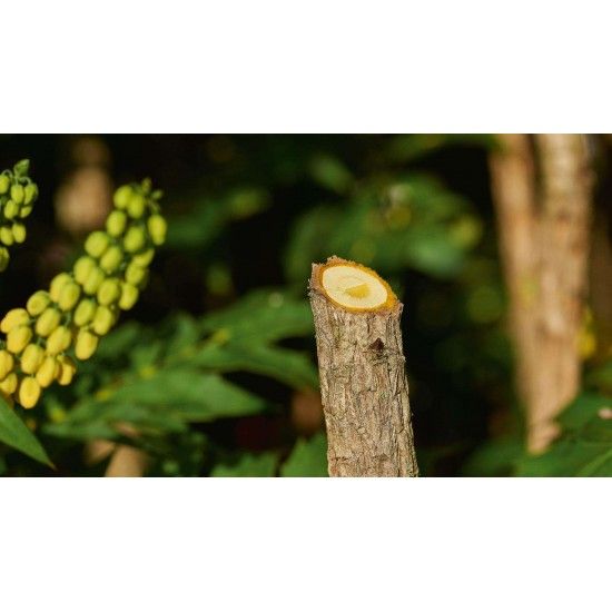 Tesoura de jardim sem fio EasyPrune refª 06008B2102 BOSCH Tesoura de jardim sem fio EasyPrune refª 06008B2102 BOSCH