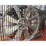 Compressor De Ar Com Correia 100lt 2,75hp C/C Mono ref 37159 MADER