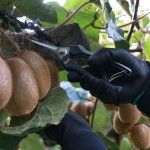 Tesoura Vindima Inox TB29  ref� FTVITB29 FLUX