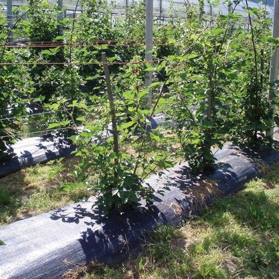 Malha anti-ervas 100g 1x100m cor preto fun & go refª 47389 FUN AND GO Malha anti-ervas 100g 1x100m cor preto fun & go refª 47389 FUN AND GO