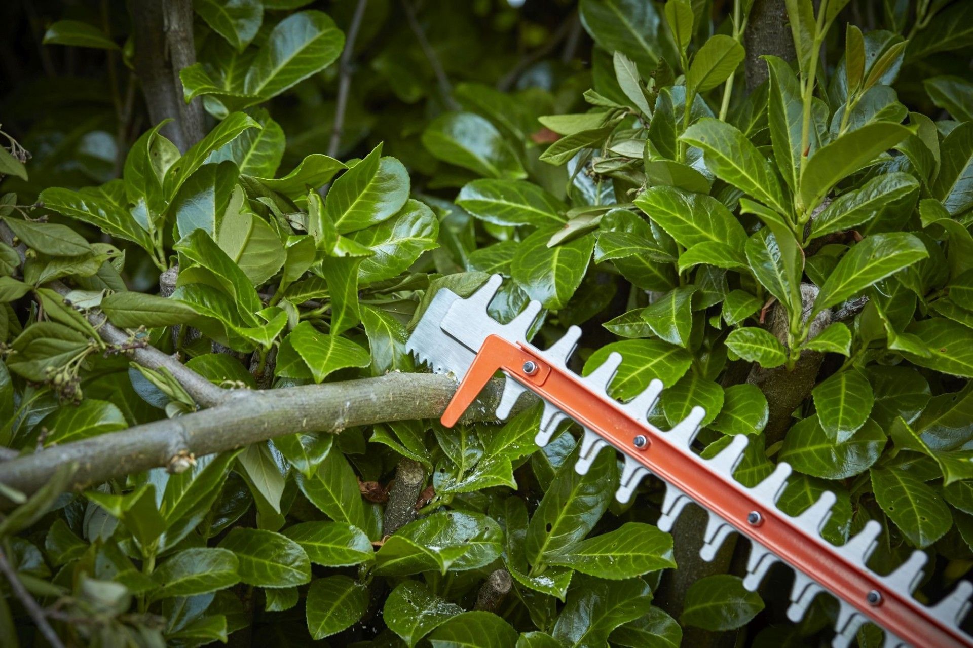 Corta-sebes 36V 2,5Ah + serra 5cm refª BCHTS3625L1 BLACK DECKER