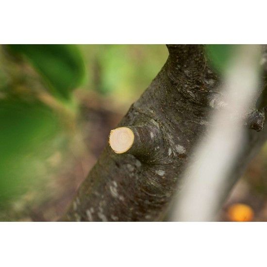 Podadora sem fio AdvancedPrune 18V-45 (long) (BT) ref 06008C5002 BOSCH