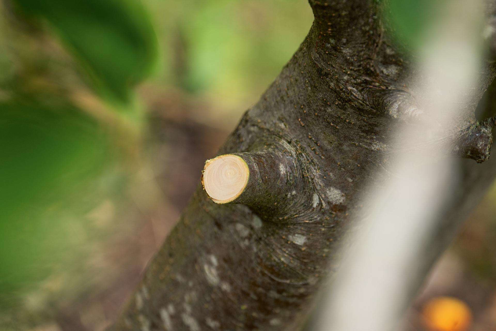 Podadora sem fio AdvancedPrune 18V-45 (long) (BT) refª 06008C5002 BOSCH